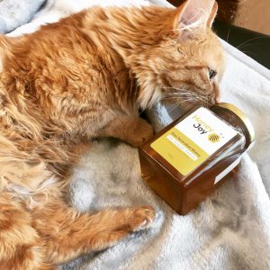 Cat with a jar of honey
