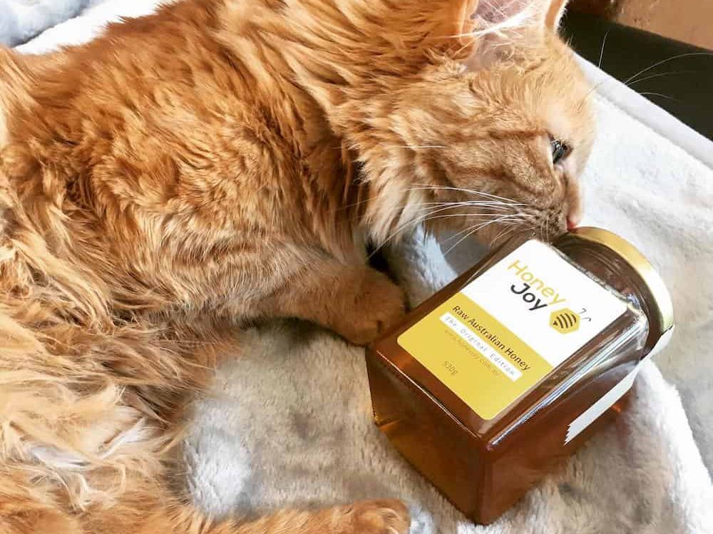 Cat with a jar of honey